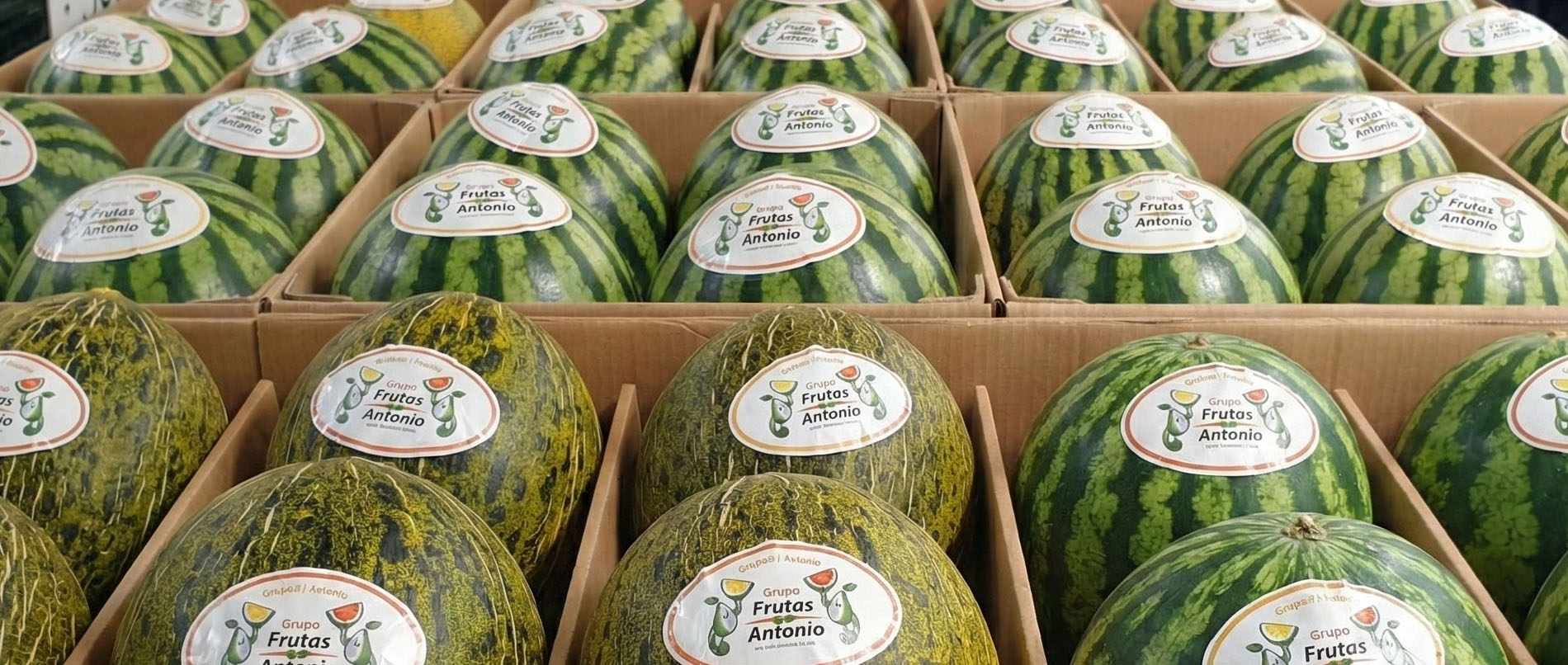 Melones y sandías de Murcia de Grupo Frutas Antonio listas para distribución