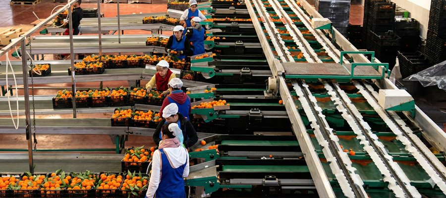 Línea de selección y envasado de clemenvillas en nuestro almacén de Murcia | Grupo Frutas Antonio