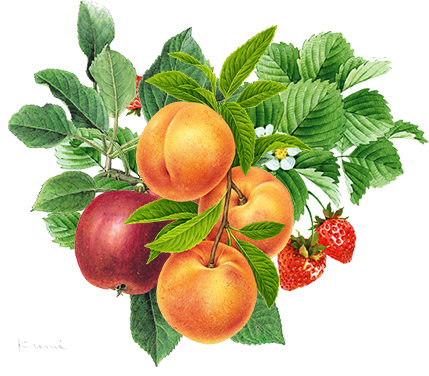 frutas_productores.png