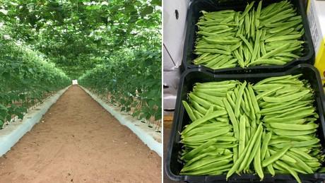 Invernadero de judía perona y bandejas listas para distribución