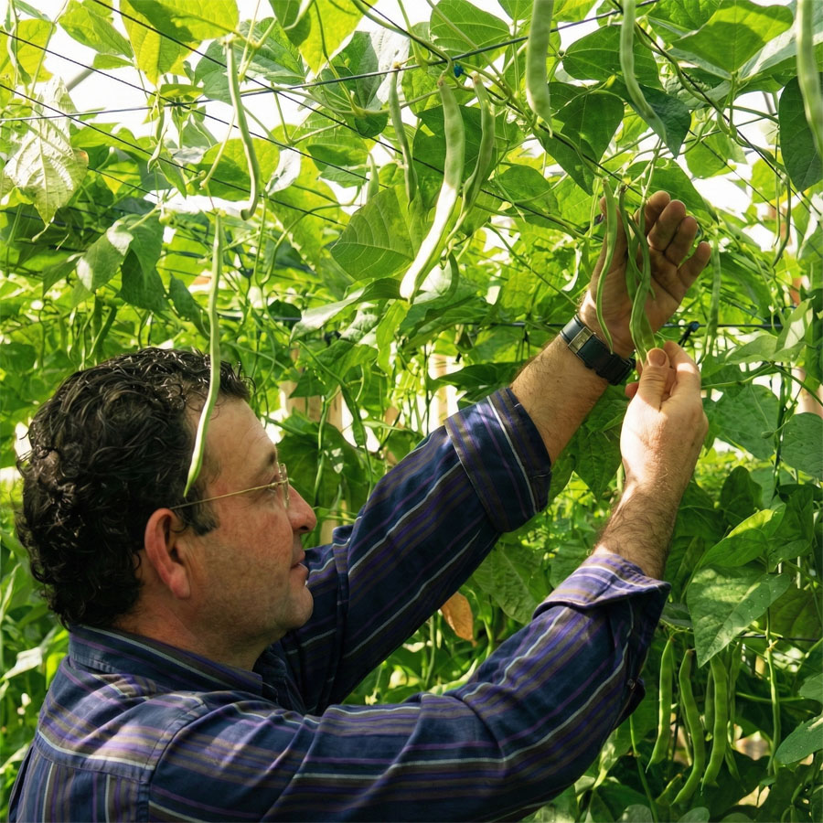 Antonio López García inspeccionando judía perona en los cultivos de Marruecos de Grupo Frutas Antonio