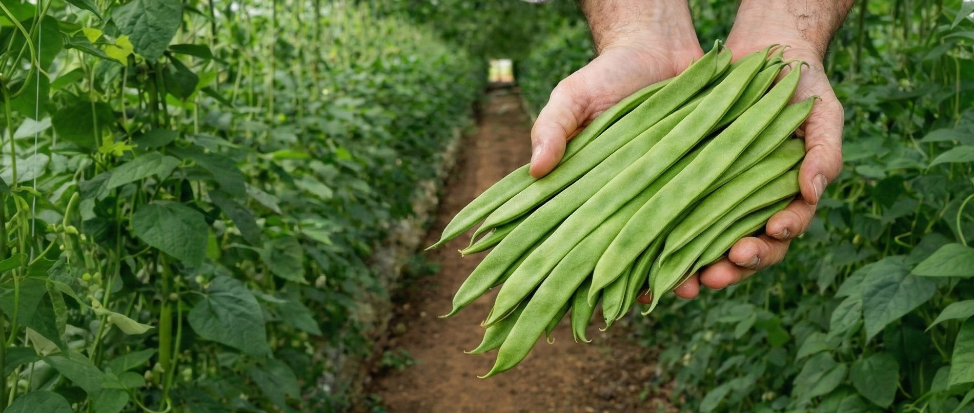 Judía perona en Marruecos recién recolectada en invernadero de Grupo Frutas Antonio